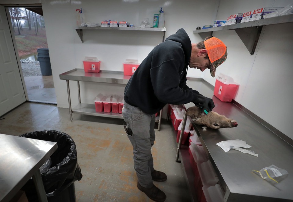 <strong>Owner/operator Chad Cardwell removes a deer lymph node on Jan. 3, 2019, at the Custom Deer Processing facility outside Medon, where the Tennessee Wildlife Resources Agency has set up a field office for sample preparation to test for Chronic Wasting Disease. CWD moved rapidly into West Tennessee last year and the TWRA is trying to curb the spread of the disease with new rules, testing and a specialized CWD Unit. Lymph nodes from over 10,000 deer have been collected from drop boxes, removed and sent for testing from the temporary regional center located at Custom Deer Processing.</strong> (Jim Weber/Daily Memphian)