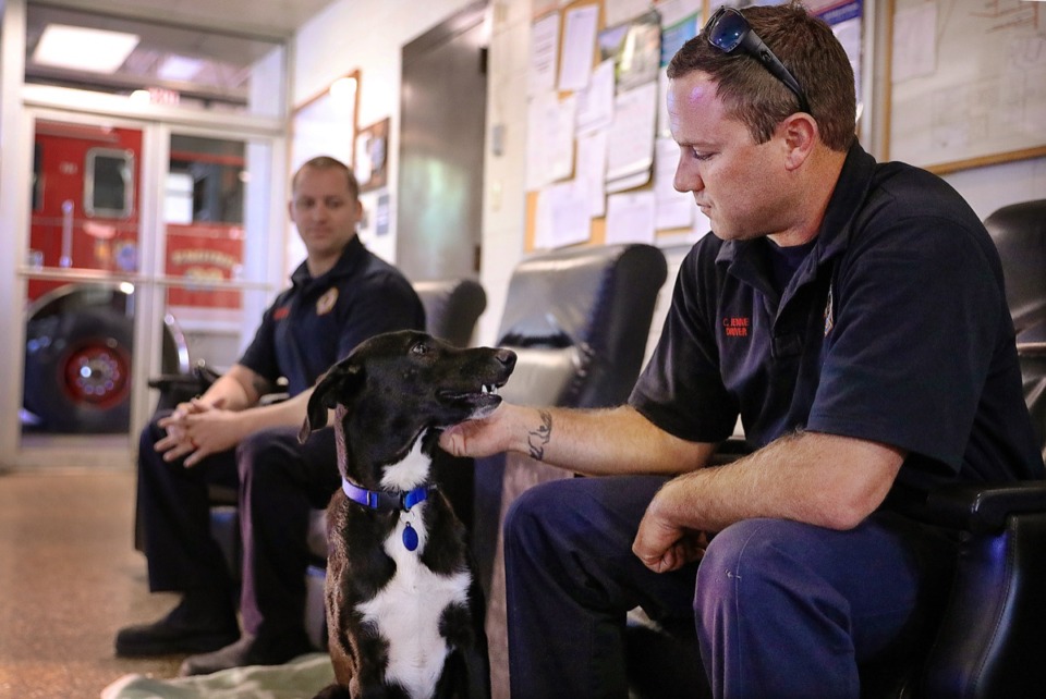 <strong>Some Memphis firefighters are already working hand in paw with Memphis Animal Services. Cody Jenne and Will Meskenas, above, of Fire Station 20 in Longview Heights were among the first firefighters to participate in a partnership with Memphis Animal Services that temporarily places dogs like Juice, a two-year-old lab mix, in area fire stations until they can find a forever home.</strong>&nbsp;<strong>The partnership began in October of last year.</strong> (Patrick Lantrip/Daily Memphian)