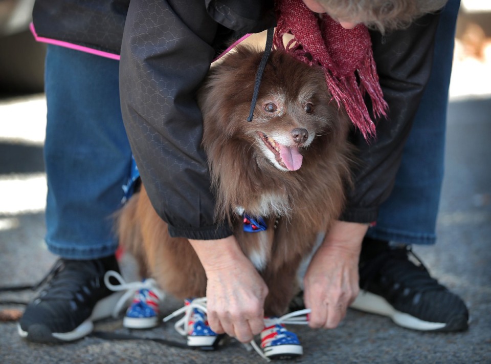 <strong>Elaine Culver laces up tiny star-spangled shoes on her Pomeranian Cocoa while getting ready for a&nbsp;Mardi Growl dog party at Overton Park on March 7, 2020. The event included a costume contest and parade hosted by the Overton Park Conservancy and Hollywood Feed.</strong> (Jim Weber/Daily Memphian)