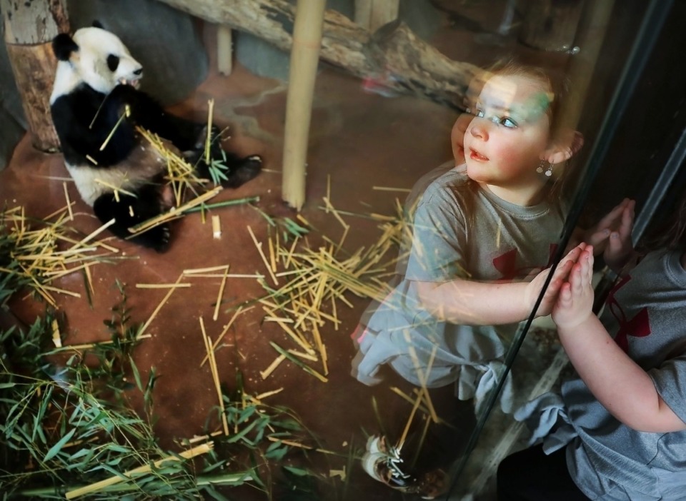 <strong>Reflected in the glass of the panda play area, Ellie Mattox, 5, turns as her mother shoots a cell phone photo with Le Le during a special panda event on March 14, 2020, as the Memphis Zoo celebrates its pair of giant pandas in advance of National Panda Day on March 16.</strong> (Jim Weber/Daily Memphian)