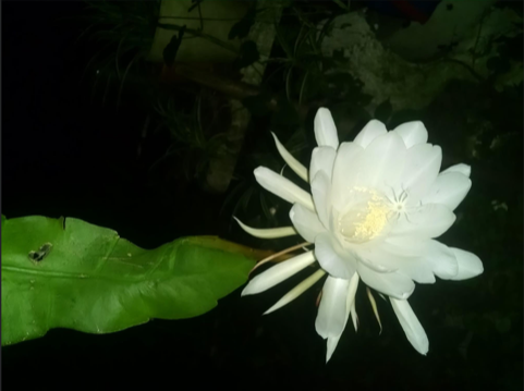 <strong>Dan Spector's night-blooming cereus only opens once a year, to his excitement and pride. Spector was the third victim in Memphis of COVID-19.</strong> (Submitted by Sara Patterson)