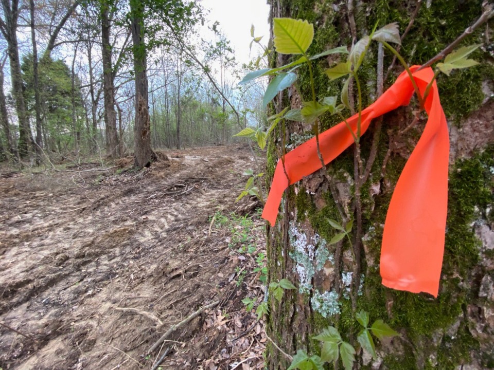 <strong>Heavy equipment has been used recently to clear paths through the wooded site where, sources say, Google intends to build a Google Operations Center.</strong> (Tom Bailey/The Daily Memphian)