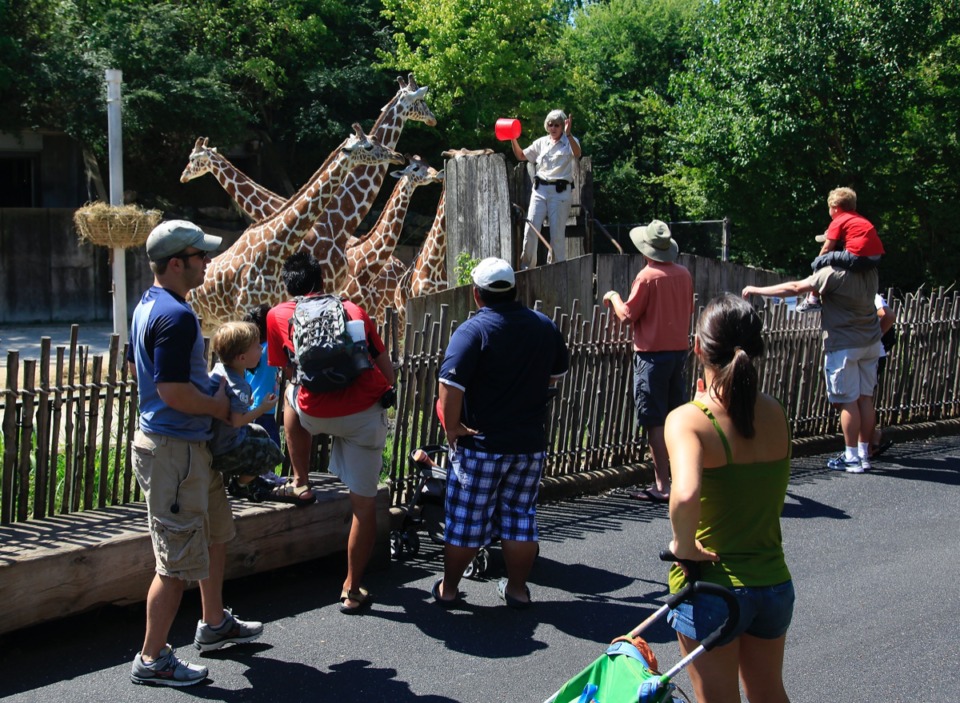 <strong>Memphis zoo patrons watch as a zookeeper feeds the giraffes bananas.</strong> (Daily Memphian file)