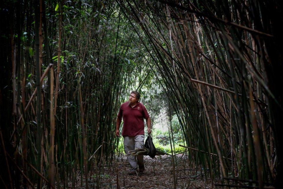 <strong>Memphis Zoo staff member Daryl Watson harvests bamboo shoots at Shelby Farms on Wednesday, May 20, 2020. The Zoo grows seven species of bamboo over 10 acres that will be fed to panda bears &ldquo;Ya Ya&rdquo; and &ldquo;Le Le.&rdquo; daily.</strong> (Mark Weber/Daily Memphian)