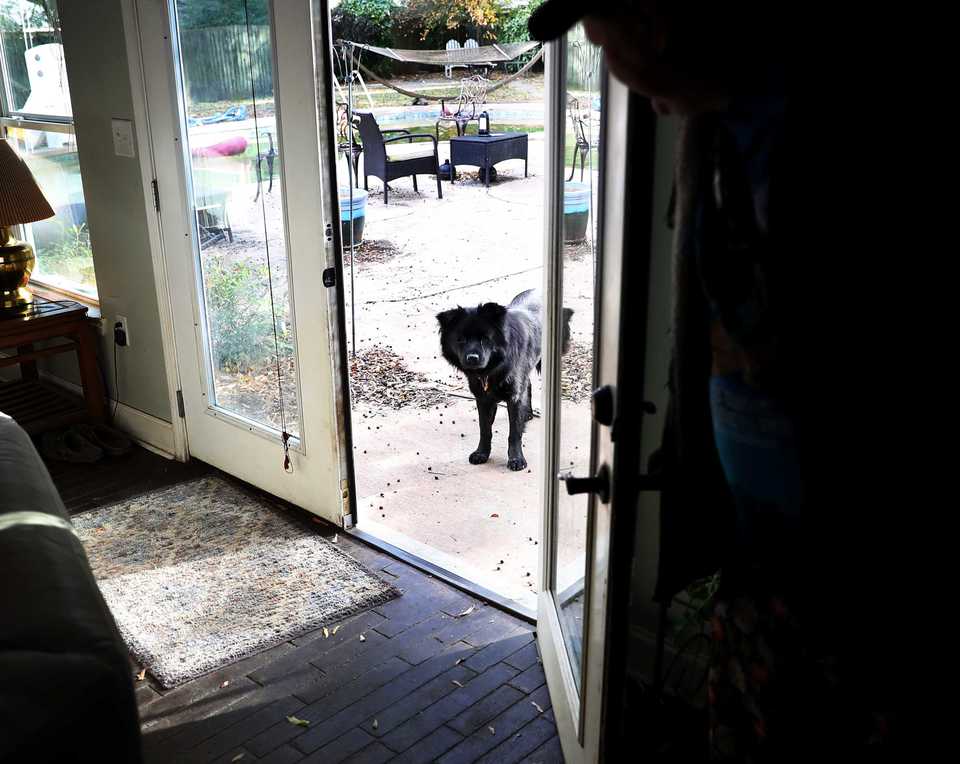 <strong>Tim Bednarski, owner of Elwood's Shack, recently took in the notorious stray dog that had been hanging around his restaurant for several years. The chow's new name? Elwood, naturally.</strong>&nbsp;(Houston Cofield/Daily Memphian)