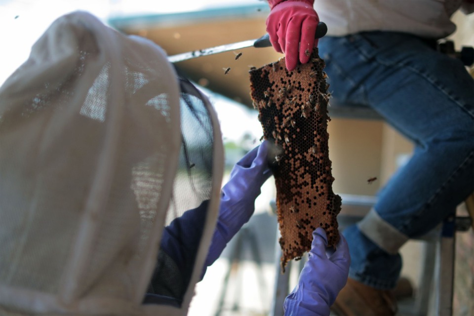 <strong>David Glover hands his assistant, Cassie Krebs, a section of brood comb to be packed up and transported to their new home at Jones Orchard.</strong> (Patrick Lantrip/Daily Memphian)