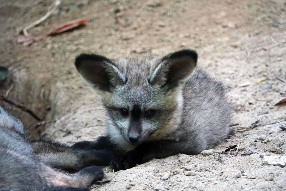 <strong>The Memphis Zoo's bat-eared foxes, Raj and Helen are now parents. Helen gave birth on May 25th. This is a significant birth because it is part of a brand-new Species Survival Plan at the zoo. The three little babies could be seen on exhibit napping, playing and nursing this week. The African fox is known for its enormous ears, which are over 5 inches tall.</strong> (Karen Pulfer Focht/Special to The Daily Memphian)