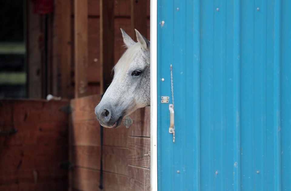<strong>Sprite the horse pokes his head out from his stall while waiting on the kids at ARK Farms to feed her July 15, 2020.</strong> (Patrick Lantrip/Daily Memphian)