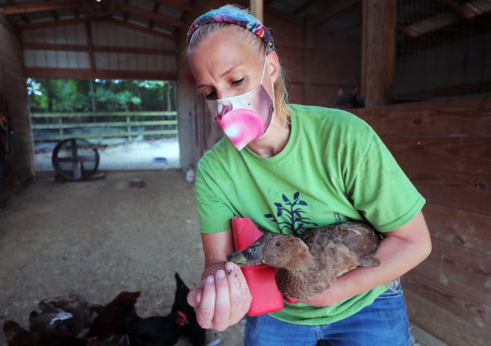 <strong>Abby Mauwong hand-feeds Minnie the duck, who was nursing a leg injury, her breakfast July 15, 2020.</strong> (Patrick Lantrip/Daily Memphian)