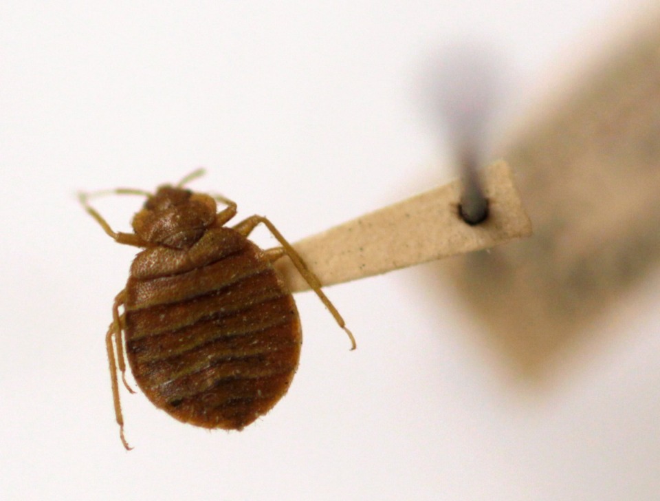 <strong>A bed bug is displayed at the Smithsonian Institution National Museum of Natural History in Washington.</strong> (Carolyn Kaster/AP file)
