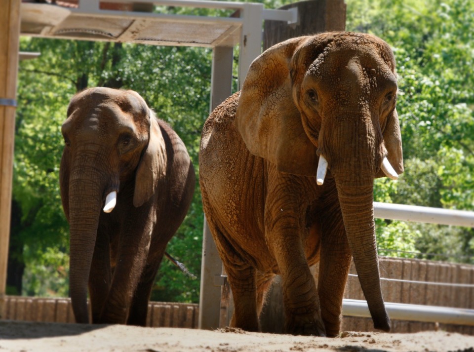 <strong>Elephant matriarch &ldquo;Tyranza&rdquo; (right) was the oldest African Elephant in North America according to the Memphis Zoo.</strong> (Karen Pulfer Focht/Special to Daily Memphian)