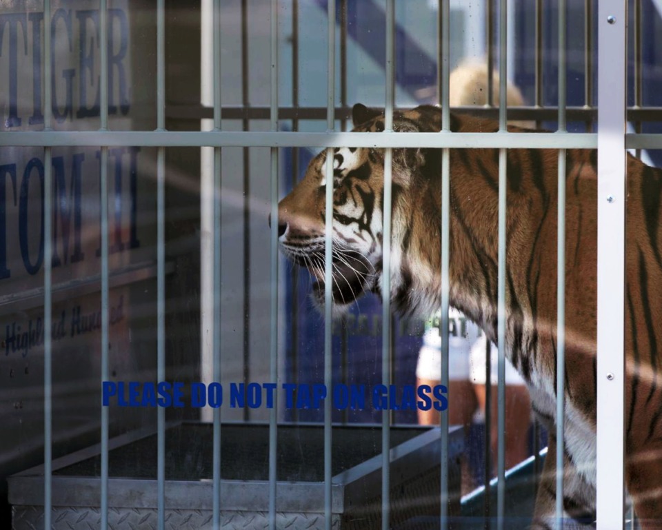 <strong>University of Memphis mascot TOM III, seen here in September 2019, is to be the last of his kind. There will be no TOM IV.</strong> (Patrick Lantrip/Daily Memphian file)