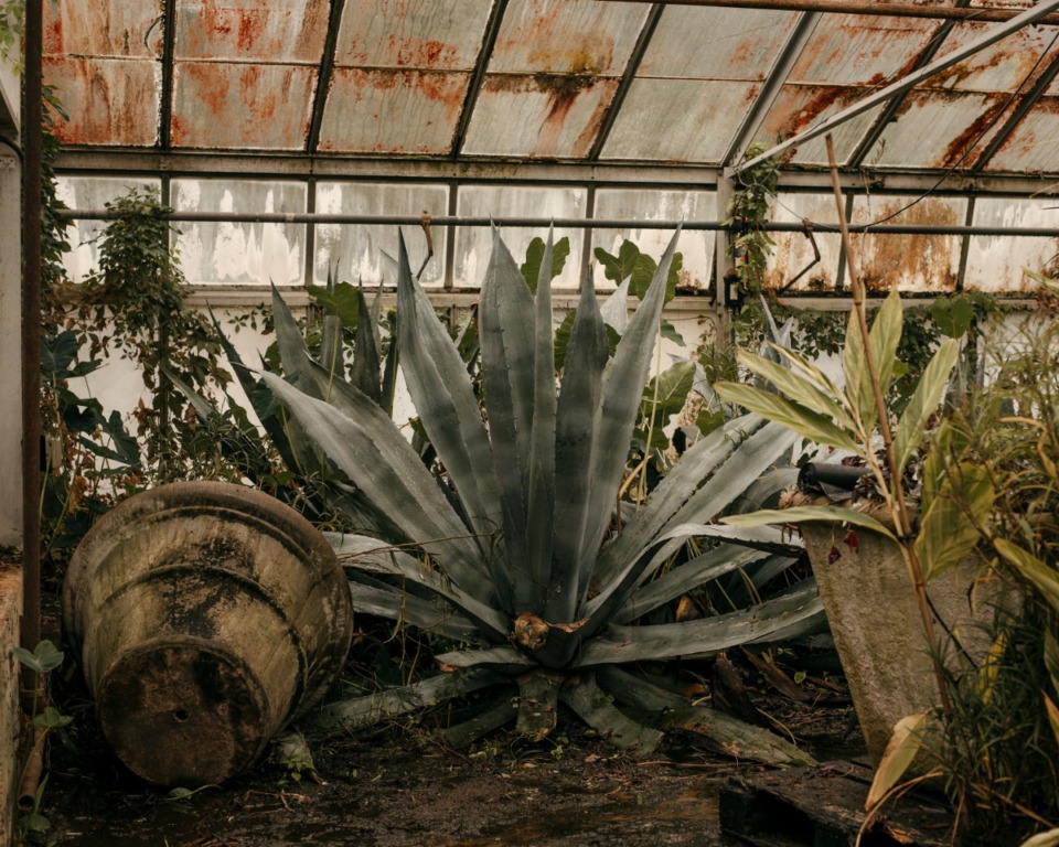 <strong>A large agave plant grows in the corner of a greenhouse owned by the City of Memphis.&nbsp;The plants are for use in public spaces around the city.&nbsp;</strong> (Houston Cofield/Special To The Daily Memphian)