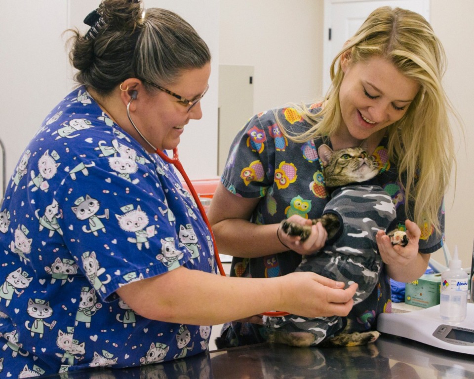 <strong>Dr. Monica Schoknecht (left) and Amrie Nicholson check the vitals of three-legged rescue kitty Lucy at Arlington Animal Clinic's new location in Arlington on Oct. 16.</strong> <strong>The clinic moved into its new 7,000-square-foot building at 6010 Airline Road last month.</strong> (Ziggy Mack/Special to the Daily Memphian)