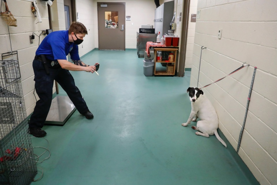 <strong>Service officer Amanda Sutter takes a picture of a stray dog during the intake process at Memphis Animal Shelter on Tuesday, Nov. 10, 2020. MAS has half the dogs for adoption as it did before the pandemic.</strong> (Mark Weber/The Daily Memphian)