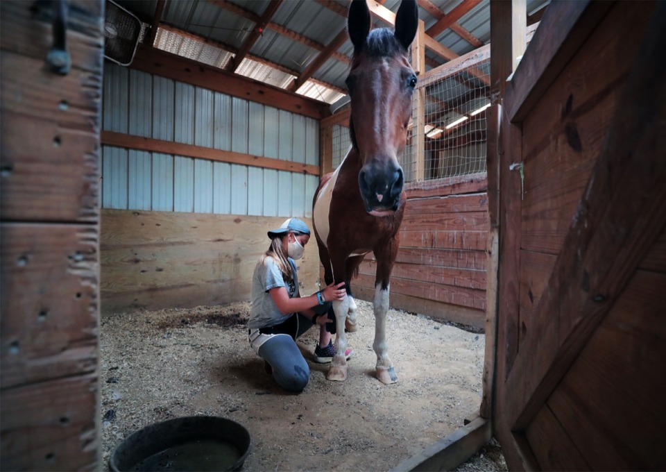 <strong>Anna Mauwong rubs medicine on the knees of Annie, who is recovering from equine protozoa, while going about her daily duties at ARK Farms July 15, 2020</strong>. (Patrick Lantrip/Daily Memphian)