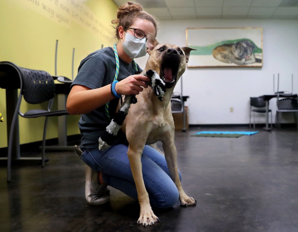 <strong>Sarah Siskin plays with rescue dog Henry at the Humane Society of Memphis Jan. 22, 2021.</strong> (Patrick Lantrip/Daily Memphian)