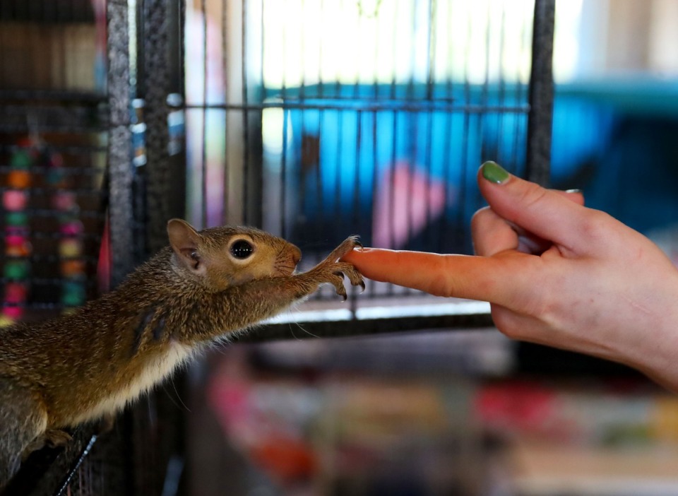 <strong>Diane the squirrel reaches out to touch the finger of Sami Harvey as she preparers her lunch at Out of the Woods Wildlife Rescue &amp; Rehab. Diane and her brother, Jack, suffered injuries after falling out of a tree.</strong> (Patrick Lantrip/Daily Memphian)