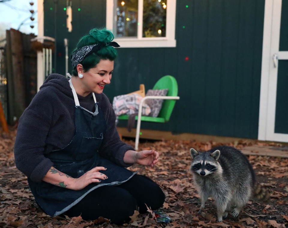 <strong>Sami Harvey is happy to see Scarlet the raccoon, who dropped in for a visit. Scarlet was released into the wild at Shelby Forest several weeks ago after being nursed back to health at Out of the Woods Wildlife Rescue &amp; Rehab.</strong> (Patrick Lantrip/Daily Memphian)