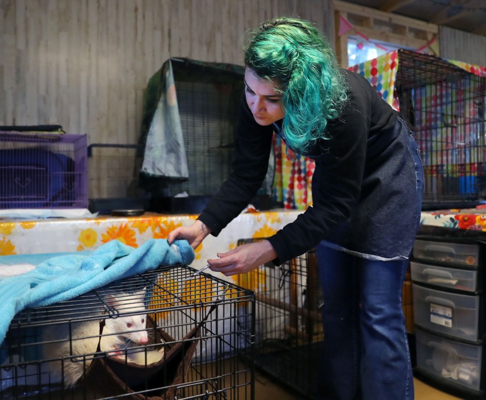 <strong>Sami Harvey helps Falkor the albino raccoon get settled in after being treated for his wounds. Falkor was hit by a car and will remain at Out of the Woods Wildlife Rescue &amp; Rehab until his extensive leg wounds heal.</strong> (Patrick Lantrip/Daily Memphian)