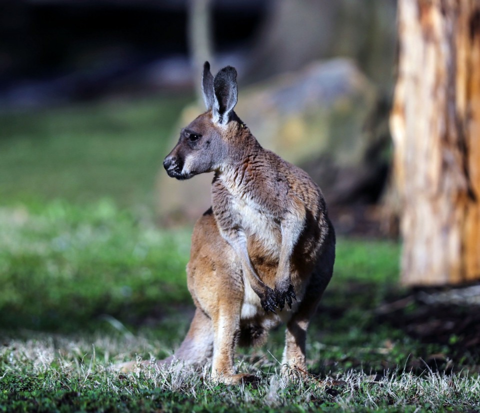 <strong>A young kangaroo pokes its head up at the Memphis Zoo March 26, 2021. </strong>(Patrick Lantrip/The Daily Memphian)
