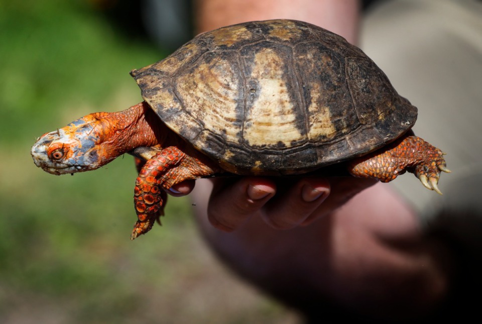 <strong>One of 42 rare Mexican box turtles seized at the Memphis Port of Entry is displayed during a press conference on Friday, May 21, 2021 at the Memphis Zoo.</strong> (Mark Weber/The Daily Memphian)