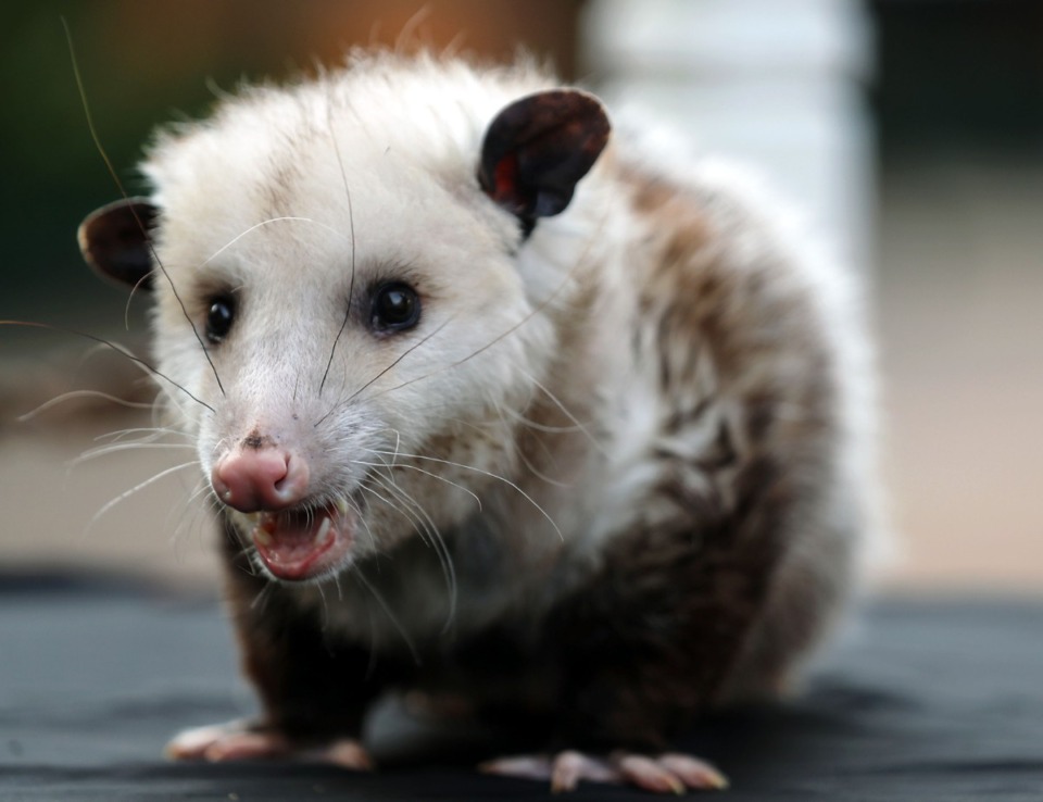 <strong>Ross the Virginia opossum awaits another snack durng a May 24, 2021 Twilight Tour of Memphis Zoo.</strong> (Patrick Lantrip/Daily Memphian)