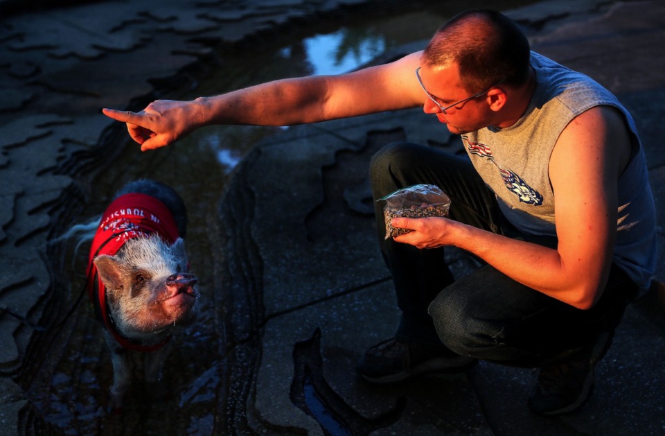 <strong>Derek Cullen tries to get the attention of his pet pig, Ms. Millie at Mud Island River Park July 4, 2021.</strong> (Patrick Lantrip/Daily Memphian)
