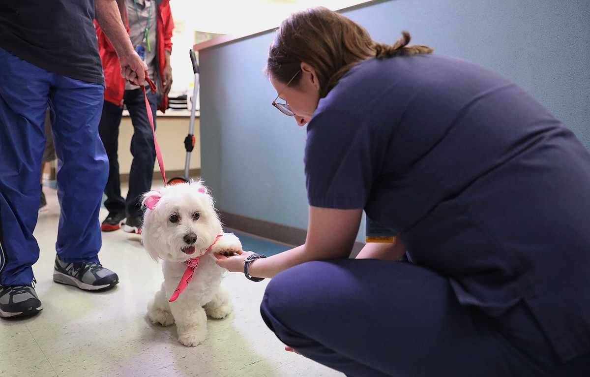 <strong>St. Francis Hospital patients weren&rsquo;t the only people excited to see Lily, a therapy dog that made the rounds on Wednesday, Sept. 26.&nbsp;Even staff members have asked to see her, said&nbsp;Elliott Smith, community relations manager at St. Francis. &ldquo;It&rsquo;s good to have a pet, just to have something there that comforts you in the time of need,&rdquo; he said.</strong> (Patrick Lantrip/Daily Memphian)