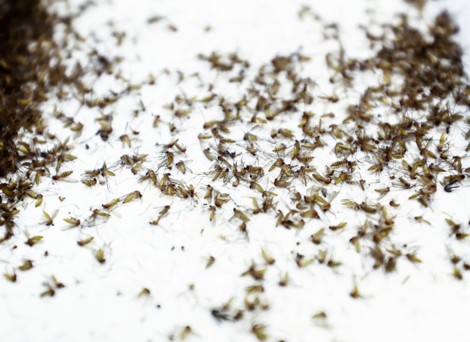 <strong>This file photo shows thousands of mosquitos collected in traps that were separated; the females were tested for the West Nile virus.</strong> (Mark Weber/Daily Memphian).