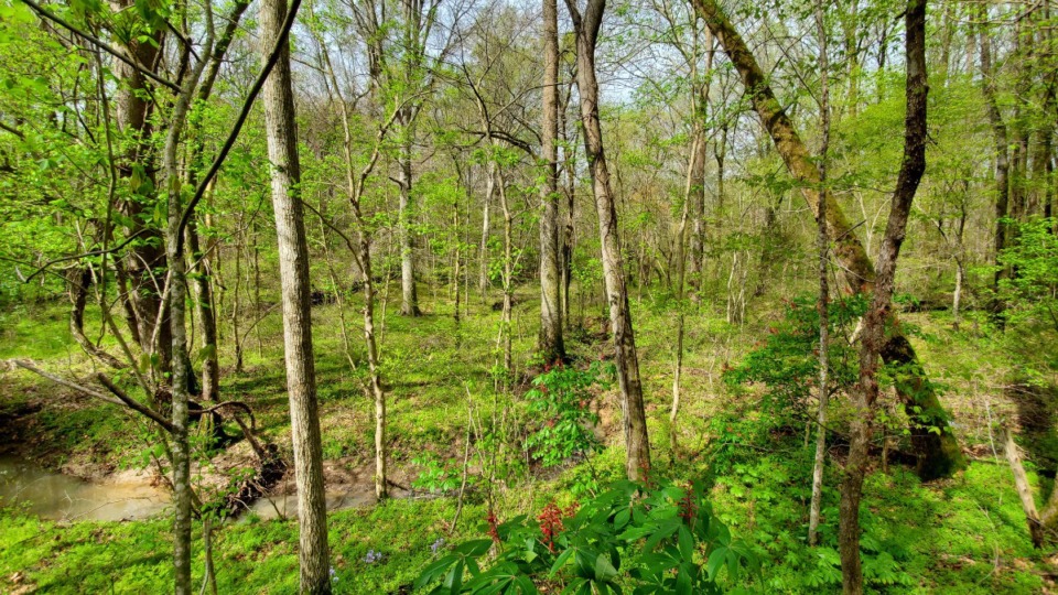 <strong>A creek valley meanders through the woods in the parcel of land donated to T.O. Fuller State Park.</strong> (Courtesy Wolf River Conservancy)