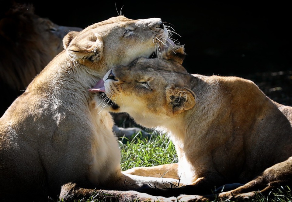 <strong>Memphis Zoo African Lions Jamela and Akeelah groom each other on Wednesday, Sept. 22, 2021.</strong> (Mark Weber/The Daily Memphian)