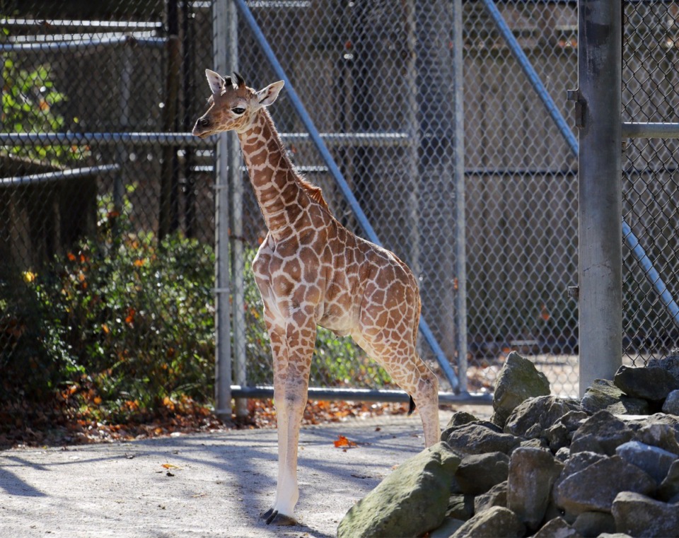 <strong>Ja Raffe, named for the Grizzlies point guard, explores his pen at the Memphis Zoo during his first day in public on Nov. 19, 2020.</strong> (Patrick Lantrip/Daily Memphian)
