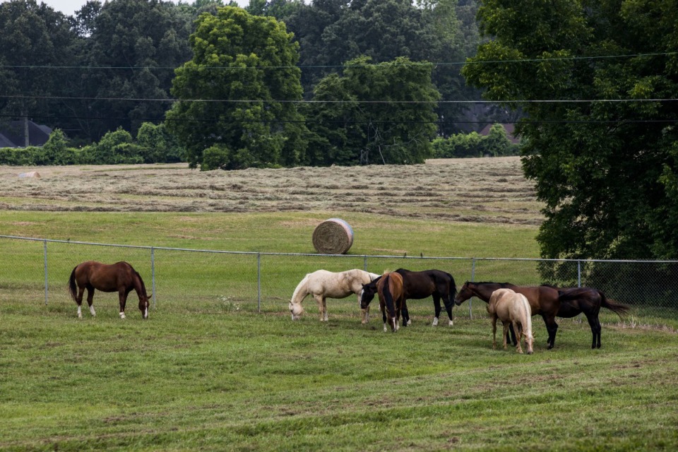 <strong>Horses graze at Wildwood Farms in Germantown.</strong> (The Daily Memphian file)