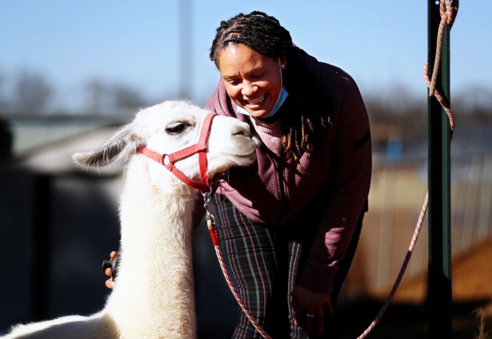 <strong>Bolton High School science teacher Veronica Woodard greets a visiting llama during the school's Ag Day on Wednesday, Dec. 8.</strong> (Patrick Lantrip/Daily Memphian)
