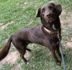 <strong>The last photo taken of Russ Williams' dog Archie before he was given to kennel owner Amanda Klapp. Klapp was arrested in Hardeman County on numerous counts of animal abuse.</strong> (Submitted)