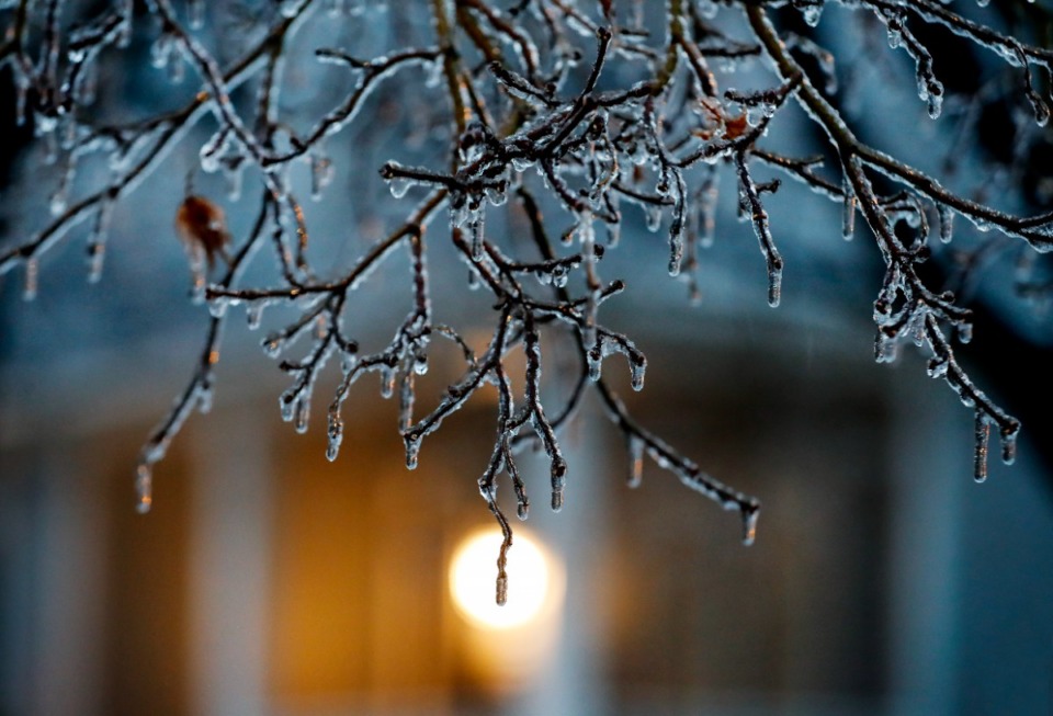 <strong>Freezing rain covers trees after hitting the area on Thursday, Feb. 3, 2022.</strong> (Mark Weber/The Daily Memphian)