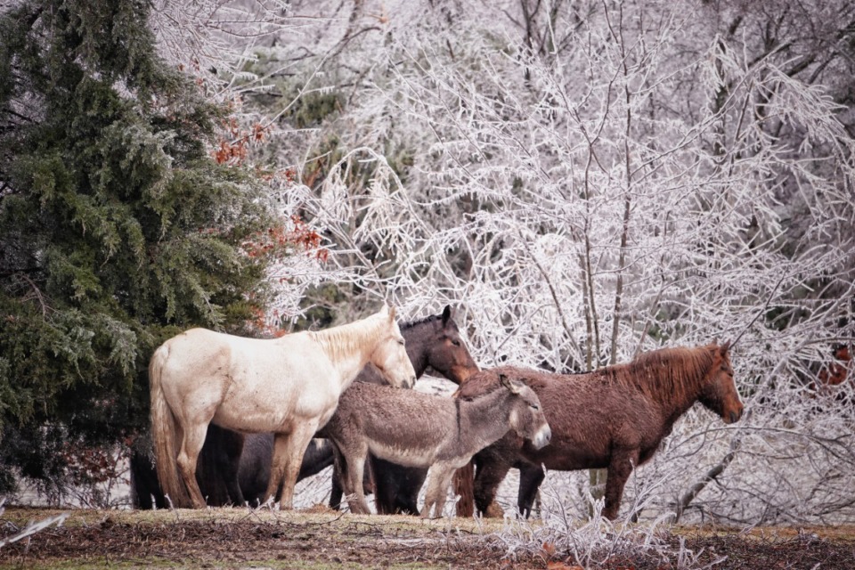 <strong>Horses huddle together for warmth at Shelby Farms Park after an ice storm hit the Memphia area, leaving more than 140,000 people without power.</strong> (Karen Pulfer Focht/Special to The Daily Memphian)