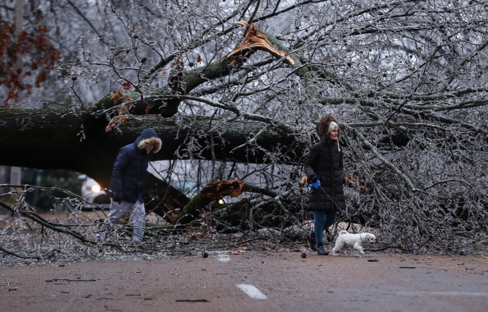 <strong>Ric and Annalisa Potts walk their dog, Happy, under a fallen tree on Walnut Grove Road Feb. 3, 2022.</strong> (Patrick Lantrip/Daily Memphian)