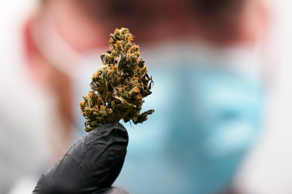 <strong>A marijuana bud is ready for processing at the Greenleaf Medical Cannabis facility in Richmond, Va.&nbsp;Among Tennessee&rsquo;s neighbors, Virginia is the only one that has legalized marijuana for recreational use. </strong>(Steve Helber/Associated Press file)