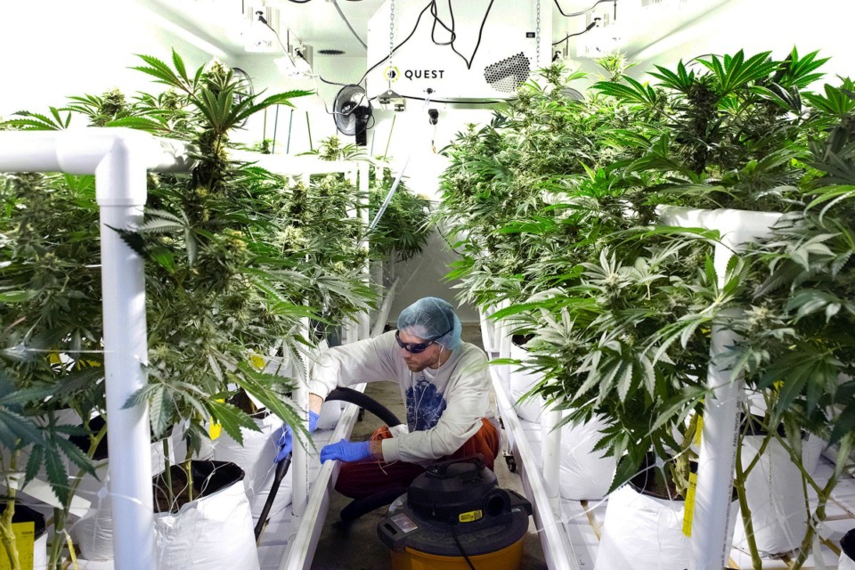 <strong>A cultivator at a medicinal cannabis production facility in Vermont cleans around the plants.</strong> (Robert Layman/The Rutland Herald via AP, File)