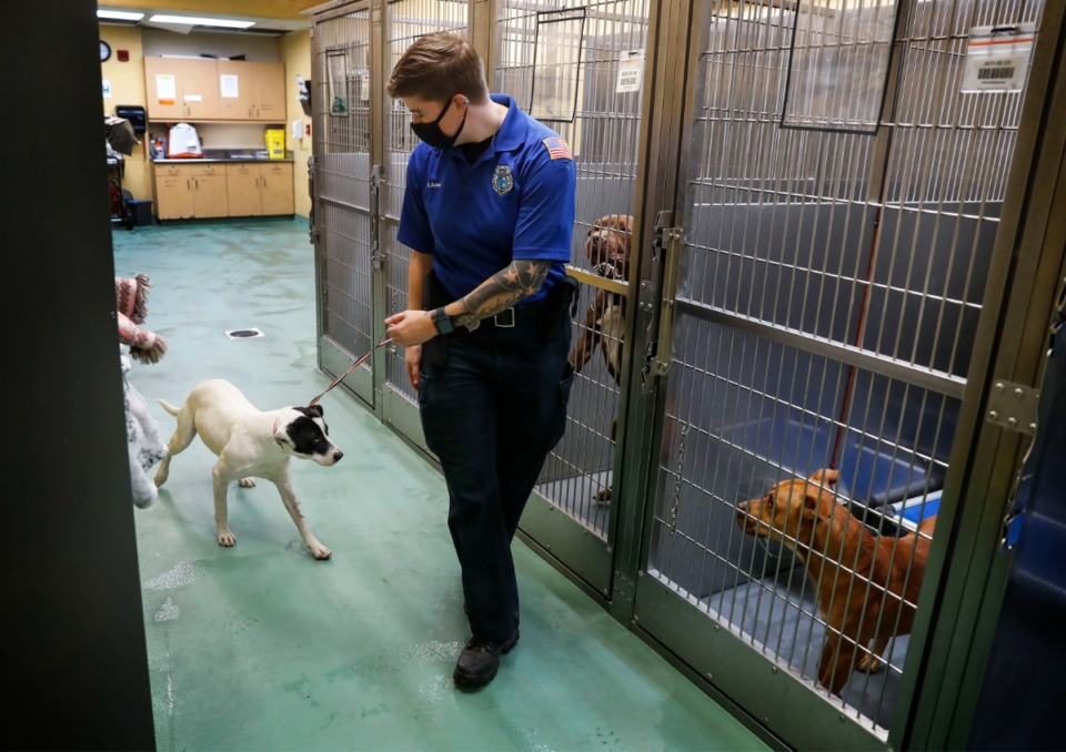<strong>Service officer Amanda Sutter leads a stray dog to a kennel during the intake process at Memphis Animal Shelter in 2020. Animal Services is going to make a greater effort to reunite pets and owners before the animal lands at the shelter.</strong> (Mark Weber/The Daily Memphian)