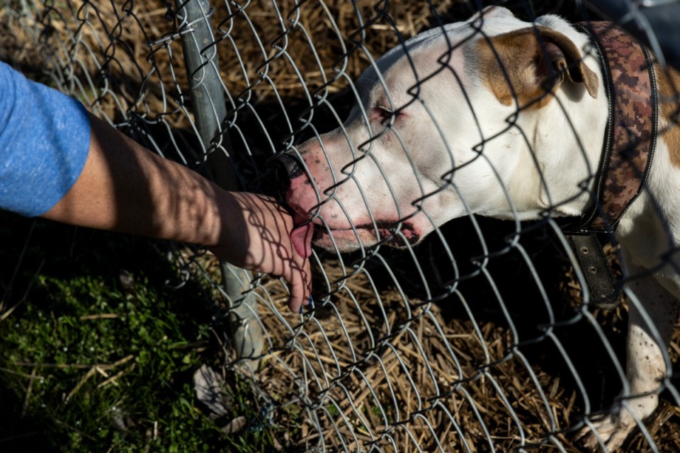 <strong>Buddy, right, licks the hand of a volunteer while at the City of Hernando Animal Shelter</strong>&nbsp;<strong>on March 17.</strong>&nbsp;(Brad Vest/Special to The Daily Memphian)&nbsp;