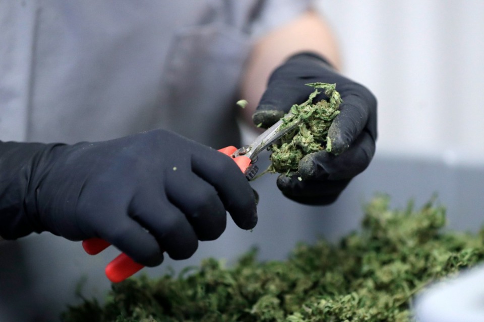 <strong>In this 2019 file photo, a processing supervisor at a New Jersey medical marijuana dispensary clips leaves off marijuana buds.</strong> (AP file Photo/Julio Cortez)