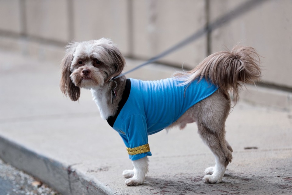 <strong>Tanner the dog, dressed as a science officer from Star Trek, gets a breath of fresh air at Mid-South Con Mar. 26, 2022.</strong> (Patrick Lantrip/Daily Memphian file)