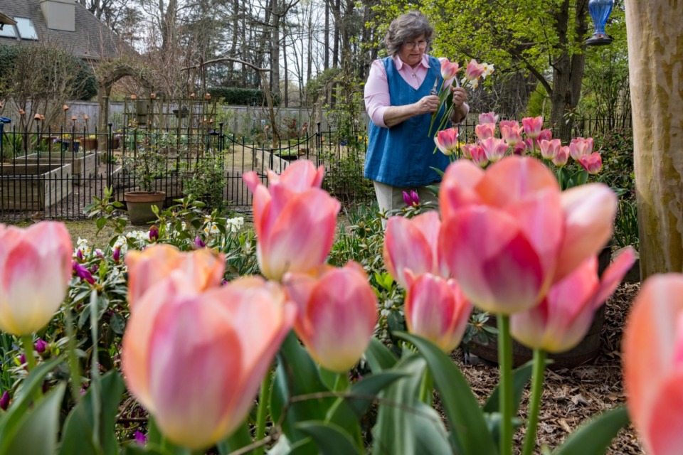 <strong>Pam Beasley has nurtured her love of gardening from a young age.</strong> (Ziggy Mack/Special to The Daily Memphian.