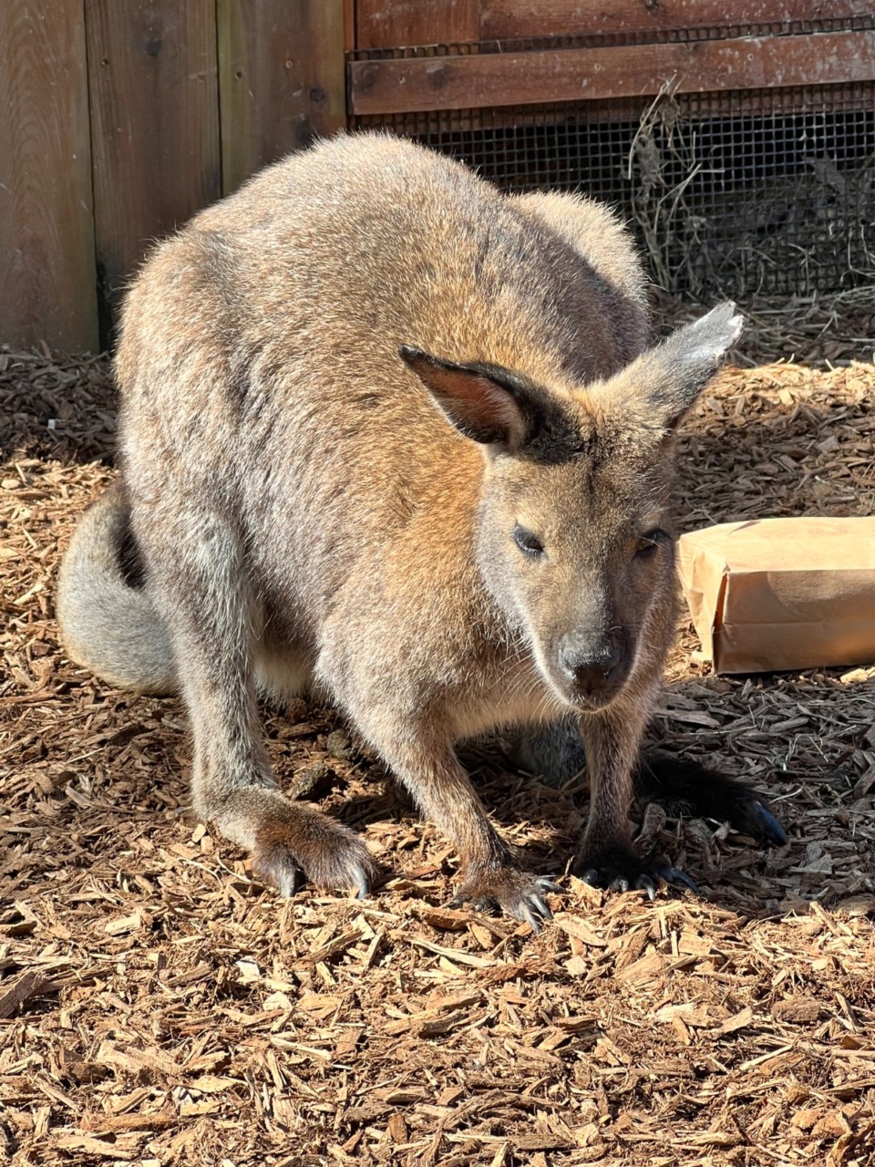 <strong>Wallabies are similar to kangaroos but smaller.</strong> <strong>Because wallabies are skittish, the zoo asks that people not approach the wallaby, but call the zoo with the time and locatiom of the sighting.&nbsp;</strong>(Courtesy Memphis Zoo)