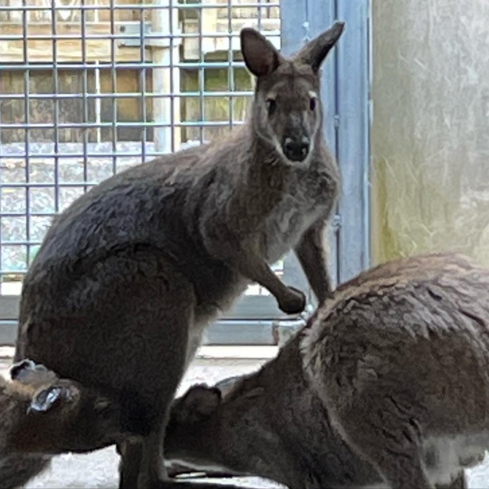 <strong>The Memphis Zoo has located the wallaby that went missing after Wednesday, April 13 storms</strong>. (Credit: Memphis Zoo)