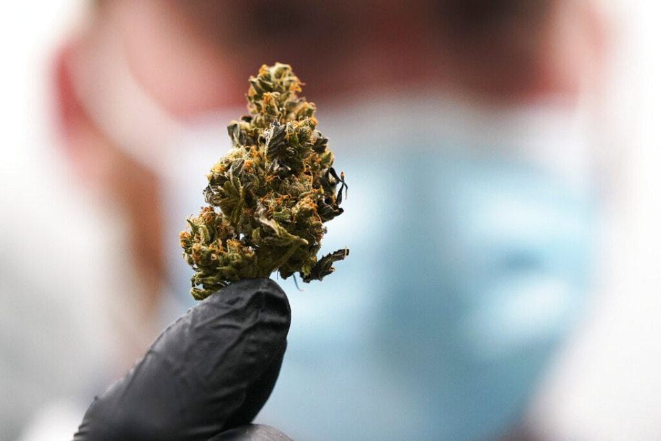<strong>A marijuana bud is ready for processing at the Greenleaf Medical Cannabis facility in Richmond, Virginia on June 17, 2021.</strong> (AP Photo/Steve Helber/File)