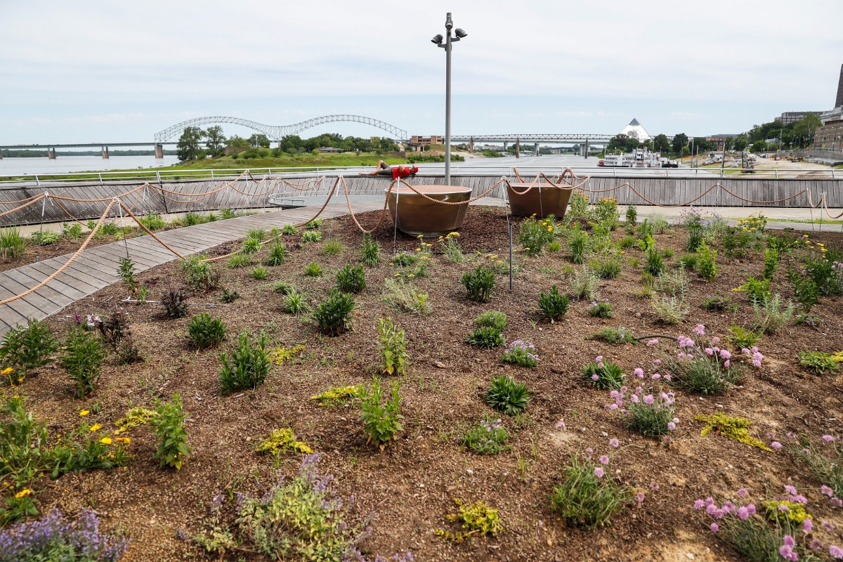<strong>A new pollinator garden near Beale Street Landing was planted by volunteers.&nbsp;On Saturday, May 21, the first of a series of River Quest nature walks will start at the pollinator garden. The one-hour immersion will be led by park ranger Allison Brown.</strong> (Mark Weber/The Daily Memphian)